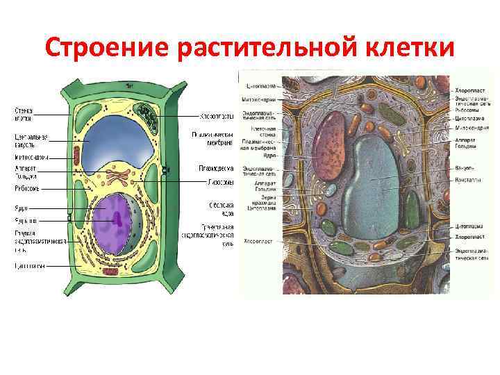 Клетка растительная рисунок с подписями 5 класс