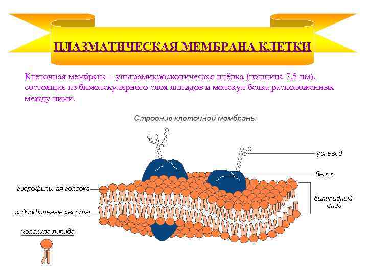 ПЛАЗМАТИЧЕСКАЯ МЕМБРАНА КЛЕТКИ Клеточная мембрана – ультрамикроскопическая плёнка (толщина 7, 5 нм), состоящая из