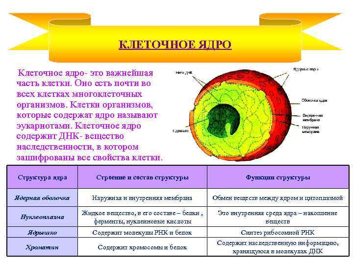 КЛЕТОЧНОЕ ЯДРО Клеточное ядро- это важнейшая часть клетки. Оно есть почти во всех клетках