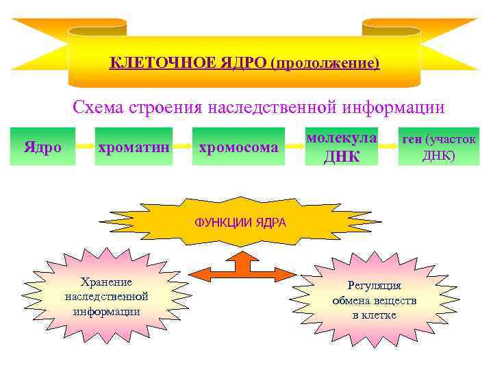 КЛЕТОЧНОЕ ЯДРО (продолжение) Схема строения наследственной информации Ядро хроматин хромосома молекула ДНК ген (участок