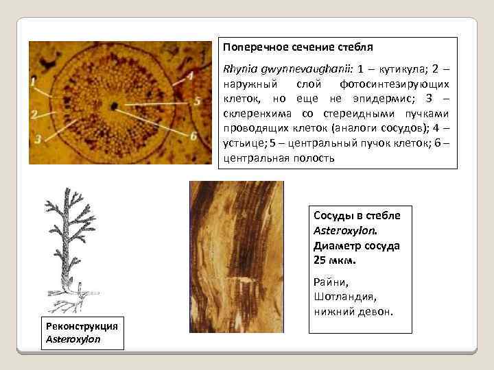 Изображение поперечного сечения стебля