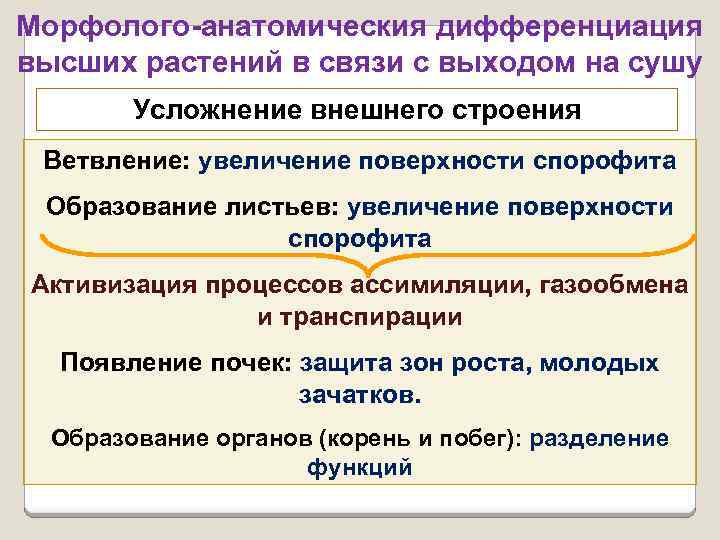 Морфолого-анатомическия дифференциация высших растений в связи с выходом на сушу Усложнение внешнего строения Ветвление: