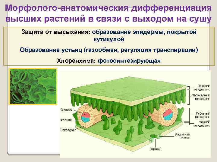 Выход растений на сушу рисунок