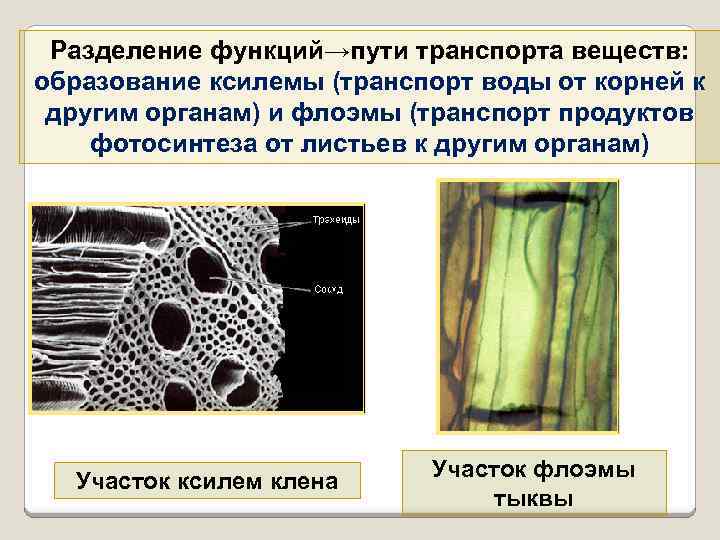 Ксилема и флоэма у растений. Ксилема это образовательная ткань. Характеристика ксилемы и флоэмы.