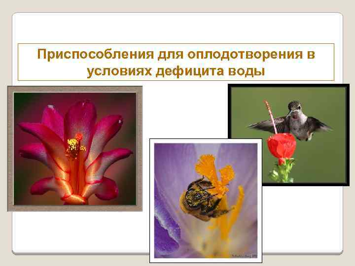 Приспособления для оплодотворения в условиях дефицита воды 