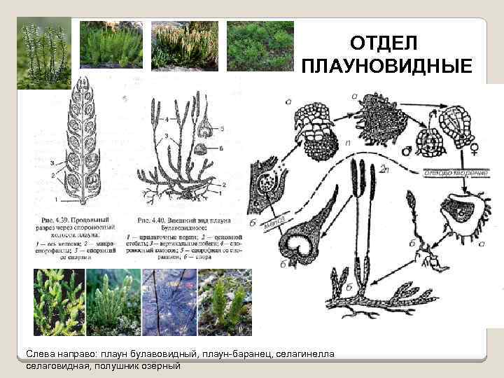 Отдел плауновидные рисунок