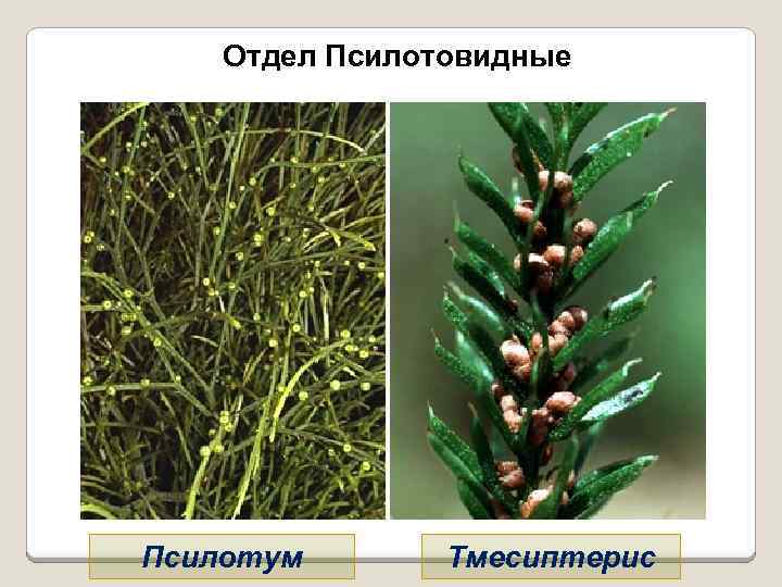 Отдел Псилотовидные Псилотум Тмесиптерис 