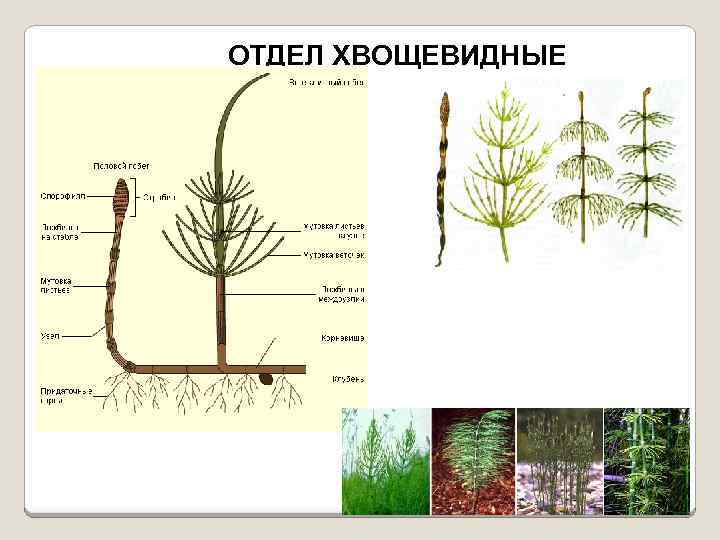 На рисунке изображены первые наземные растения которые вероятно произошли от