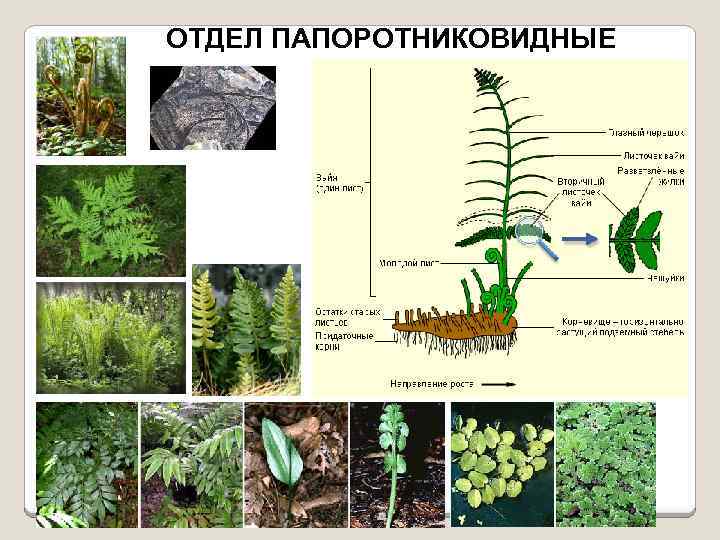 На рисунке изображены первые наземные растения которые вероятно произошли от