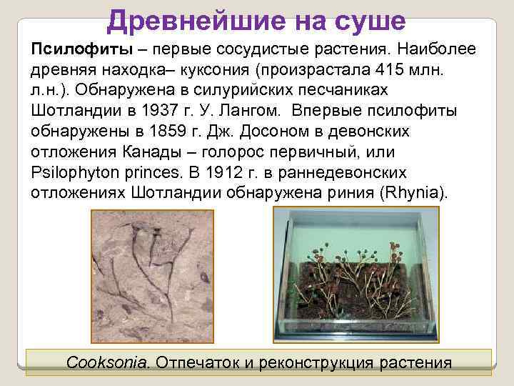 Рисунок первые растения на суше 5 класс