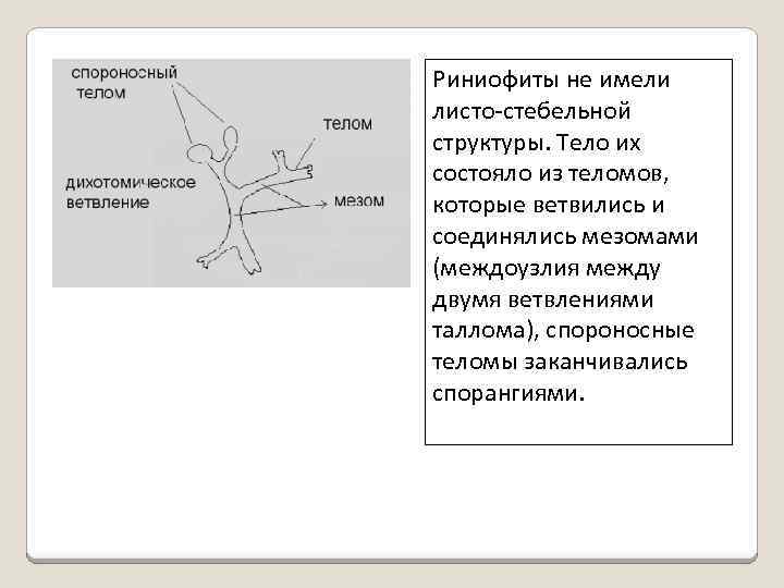 Риниофиты не имели листо-стебельной структуры. Тело их состояло из теломов, которые ветвились и соединялись
