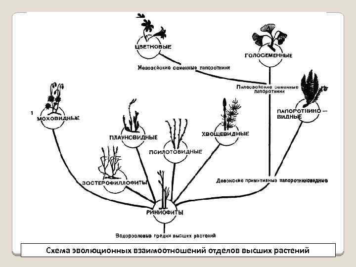 Схема эволюционных взаимоотношений отделов высших растений 