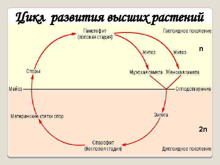 Схема жизненного цикла высших растений