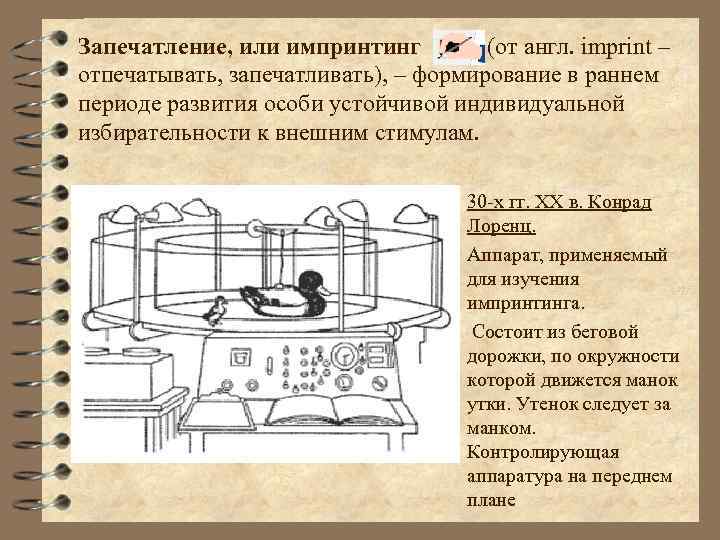 Запечатление, или импринтинг (от англ. imprint – отпечатывать, запечатливать), – формирование в раннем периоде