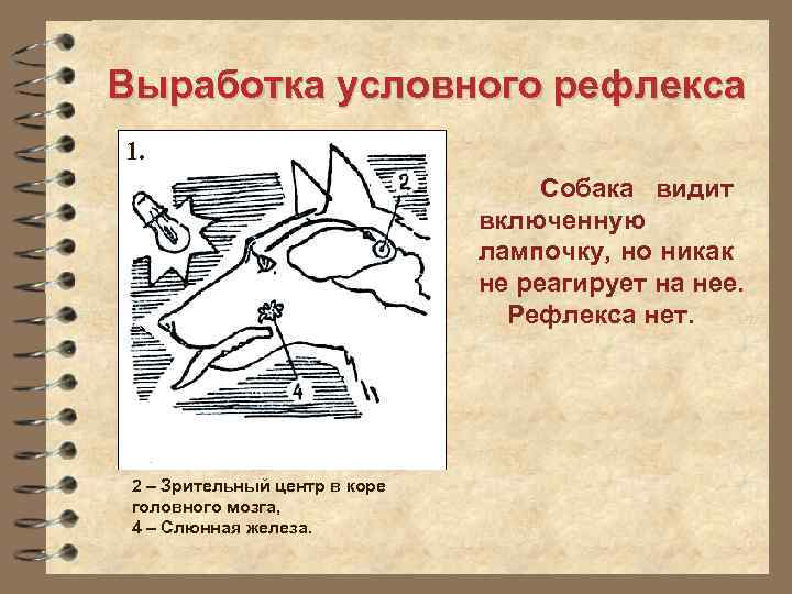 Выработка условного рефлекса 1. Собака видит включенную лампочку, но никак не реагирует на нее.