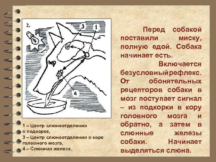 2. 1 – Центр слюноотделения в подкорке, 3 – Центр слюноотделения в коре головного