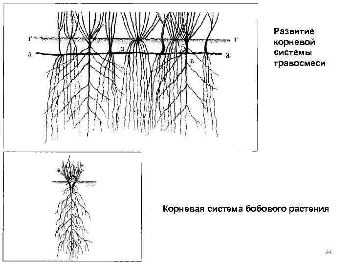 Развитие корневой системы травосмеси Корневая система бобового растения 34 