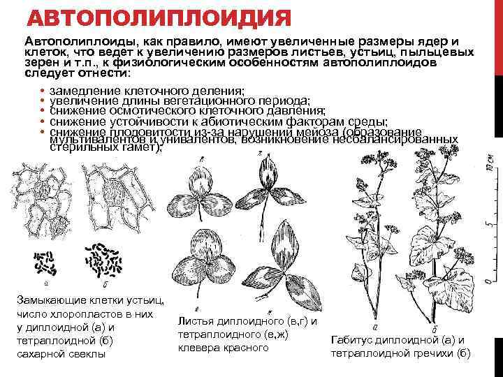 АВТОПОЛИПЛОИДИЯ Автополиплоиды, как правило, имеют увеличенные размеры ядер и клеток, что ведет к увеличению