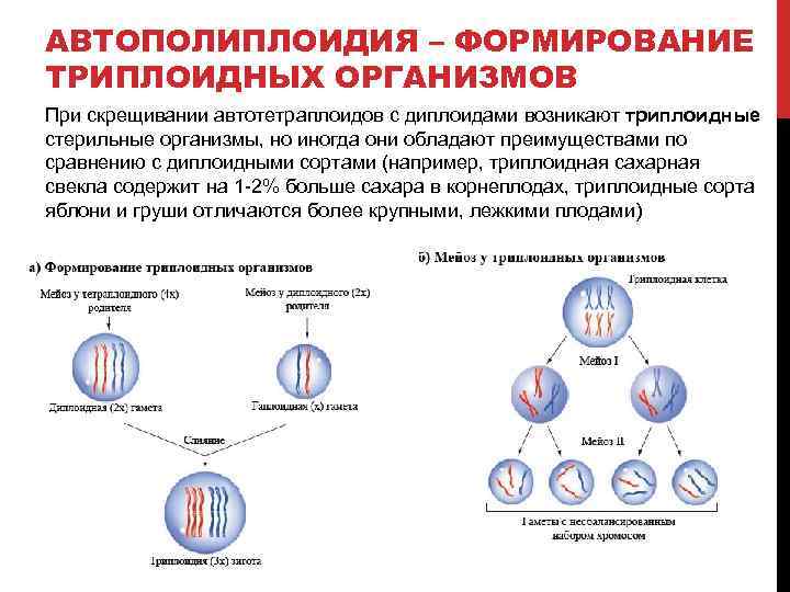 Триплоидная клетка