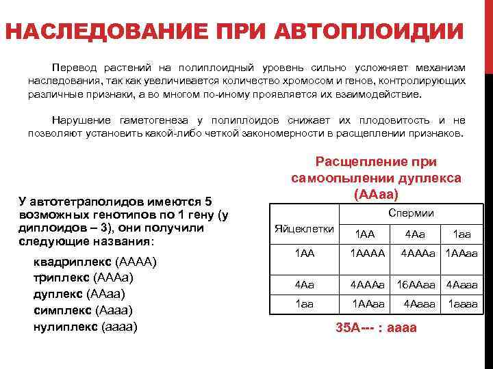 НАСЛЕДОВАНИЕ ПРИ АВТОПЛОИДИИ Перевод растений на полиплоидный уровень сильно усложняет механизм наследования, так как