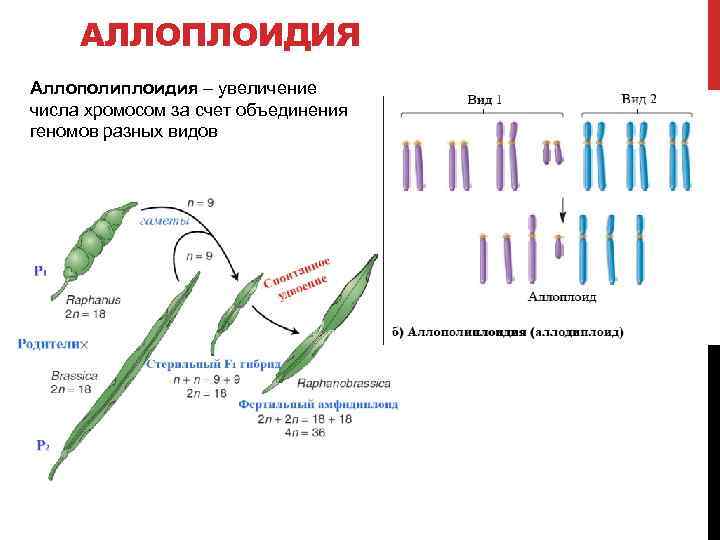 АЛЛОПЛОИДИЯ Аллополиплоидия – увеличение числа хромосом за счет объединения геномов разных видов 