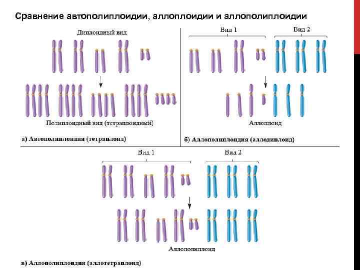 Нормой реакции называют пределы мутационной изменчивости