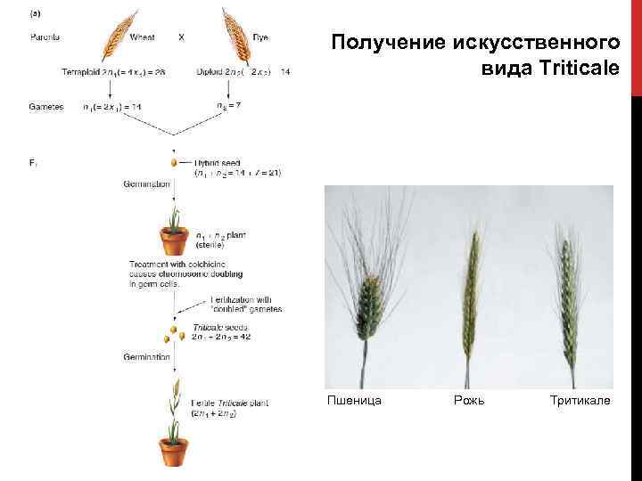 Хромосомный набор пшеницы 28 определите
