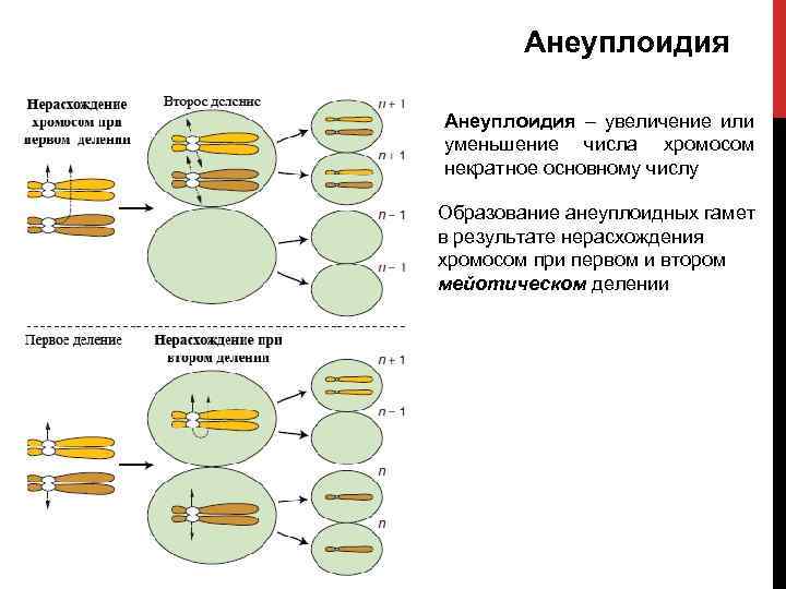 Анеуплоидия – увеличение или уменьшение числа хромосом некратное основному числу Образование анеуплоидных гамет в