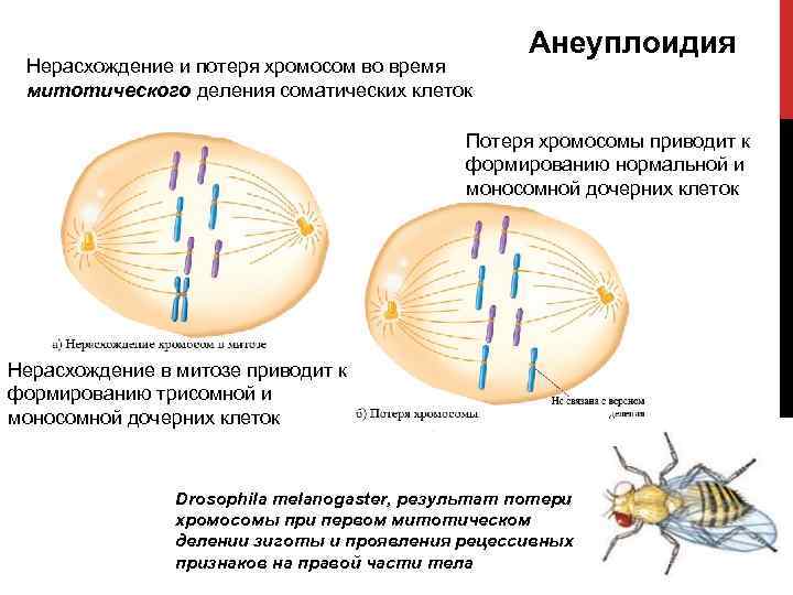 Соматическая клетка мыши имеет 40 хромосом