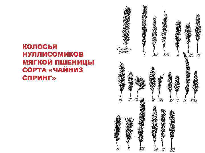 КОЛОСЬЯ НУЛЛИСОМИКОВ МЯГКОЙ ПШЕНИЦЫ СОРТА «ЧАЙНИЗ СПРИНГ» 