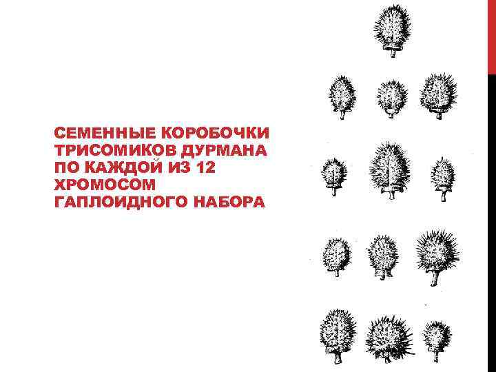 СЕМЕННЫЕ КОРОБОЧКИ ТРИСОМИКОВ ДУРМАНА ПО КАЖДОЙ ИЗ 12 ХРОМОСОМ ГАПЛОИДНОГО НАБОРА 