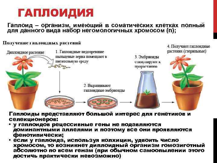 ГАПЛОИДИЯ Гаплоид – организм, имеющий в соматических клетках полный для данного вида набор негомологичных