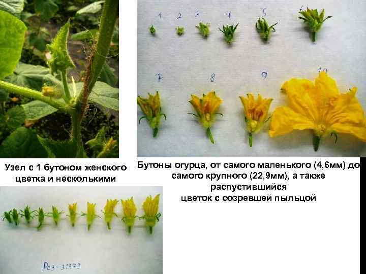 Узел с 1 бутоном женского цветка и несколькими мужскими Бутоны огурца, от самого маленького