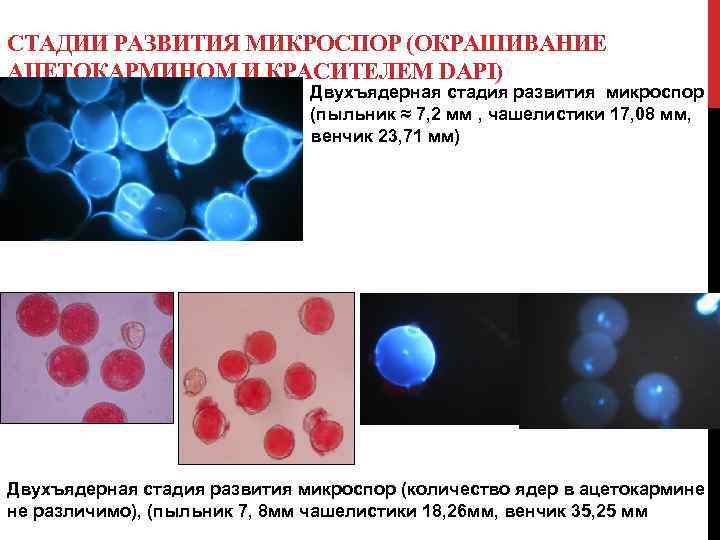 СТАДИИ РАЗВИТИЯ МИКРОСПОР (ОКРАШИВАНИЕ АЦЕТОКАРМИНОМ И КРАСИТЕЛЕМ DAPI) Двухъядерная стадия развития микроспор (пыльник ≈