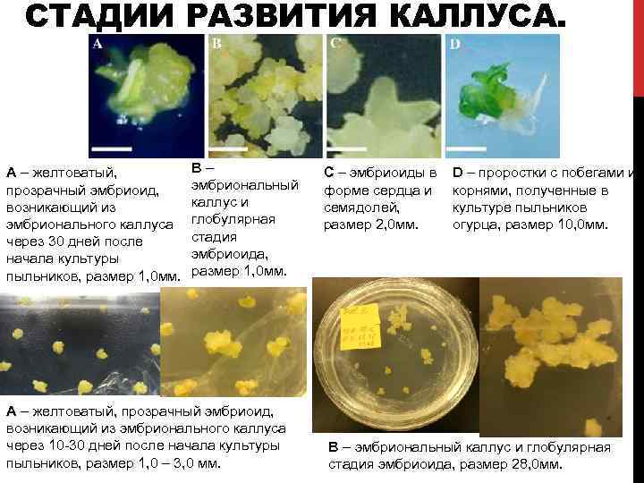 СТАДИИ РАЗВИТИЯ КАЛЛУСА. А – желтоватый, прозрачный эмбриоид, возникающий из эмбрионального каллуса через 30