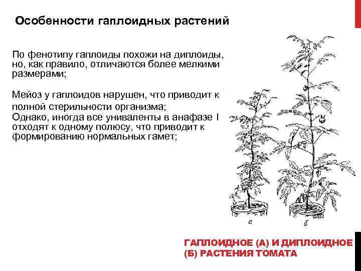 Особенности гаплоидных растений По фенотипу гаплоиды похожи на диплоиды, но, как правило, отличаются более