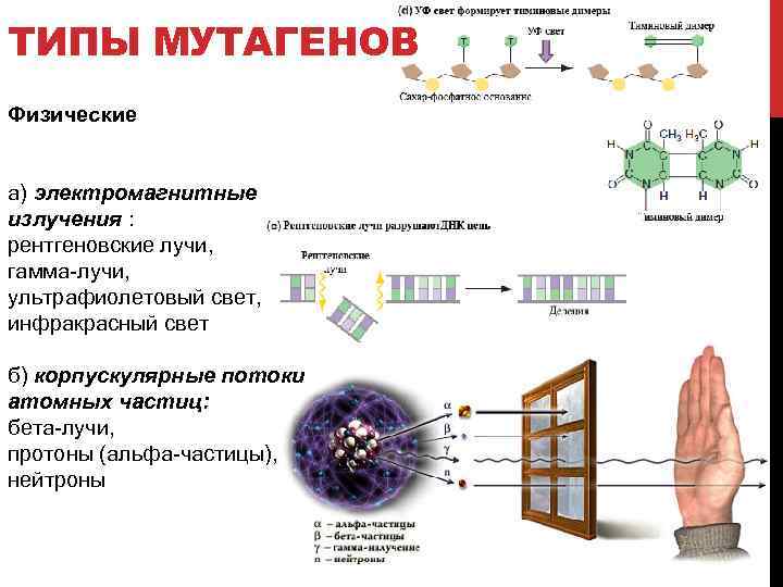 ТИПЫ МУТАГЕНОВ Физические а) электромагнитные излучения : рентгеновские лучи, гамма-лучи, ультрафиолетовый свет, инфракрасный свет