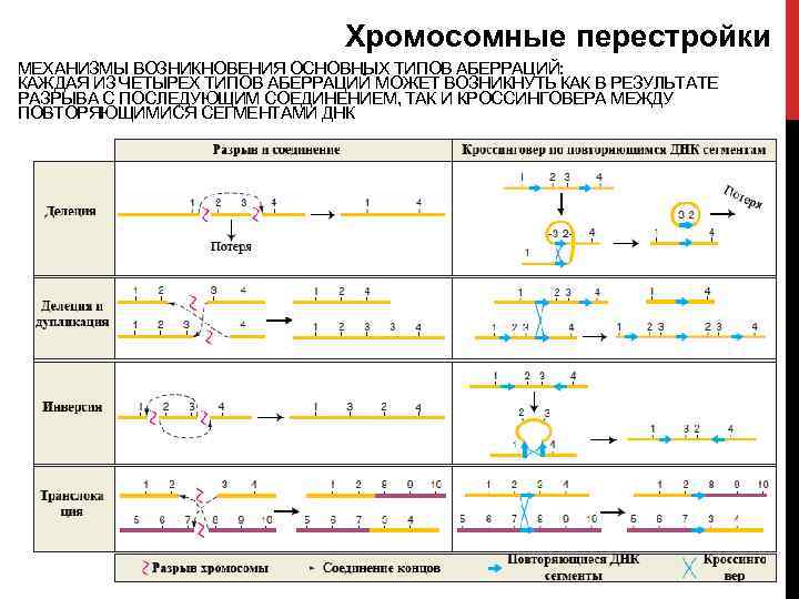 Хромосомные перестройки МЕХАНИЗМЫ ВОЗНИКНОВЕНИЯ ОСНОВНЫХ ТИПОВ АБЕРРАЦИЙ: КАЖДАЯ ИЗ ЧЕТЫРЕХ ТИПОВ АБЕРРАЦИЙ МОЖЕТ ВОЗНИКНУТЬ