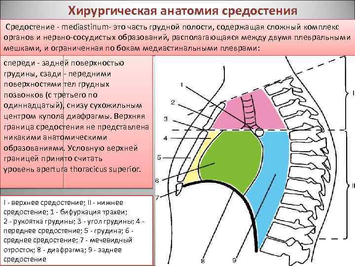 Топографическая анатомия переднего и заднего средостения презентация