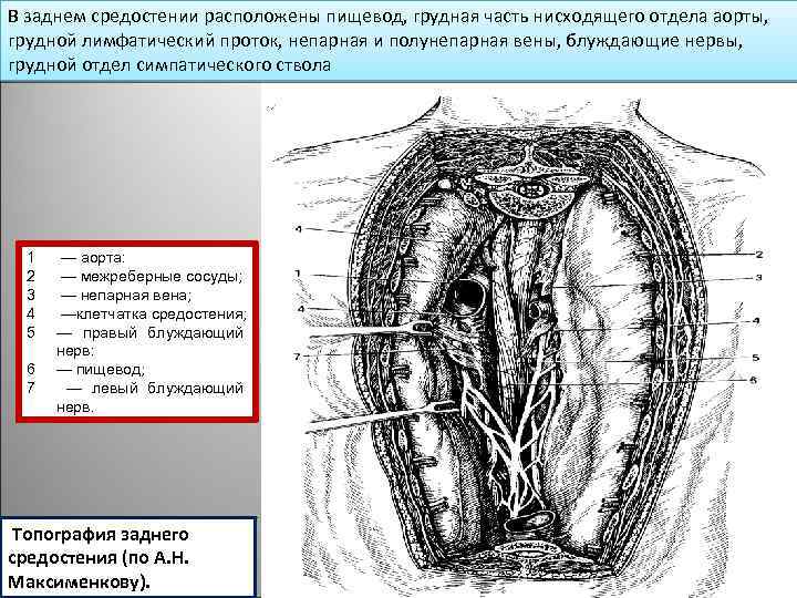 В заднем средостении расположены пищевод, грудная часть нисходящего отдела аорты, грудной лимфатический проток, непарная