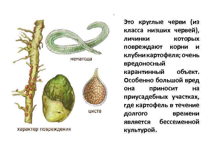 Это круглые черви (из класса низших червей), личинки которых повреждают корни и клубни картофеля;