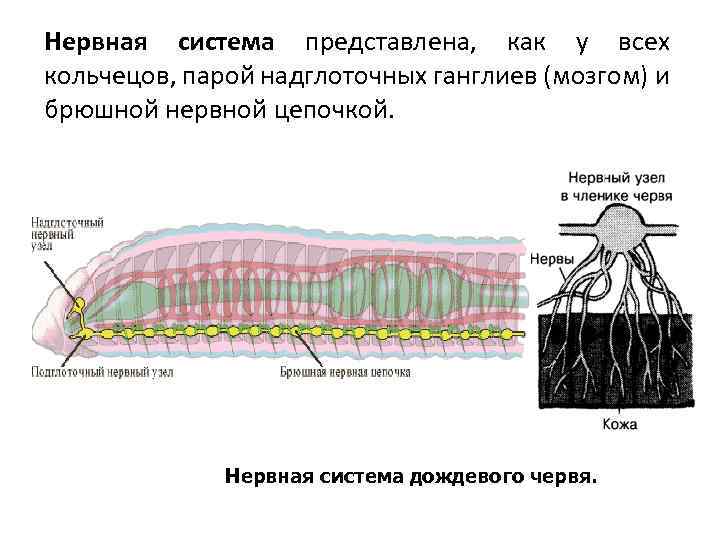 Нервная система представлена, как у всех кольчецов, парой надглоточных ганглиев (мозгом) и брюшной нервной