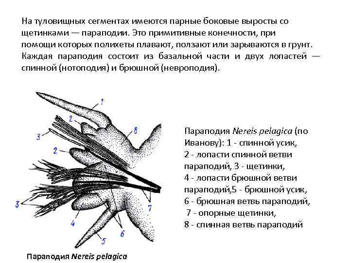 Параподия нереиды рисунок