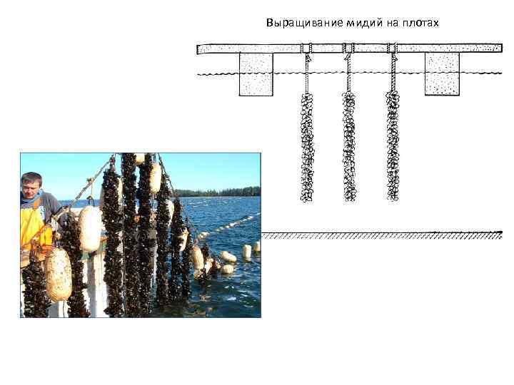 Выращивание мидий на плотах 