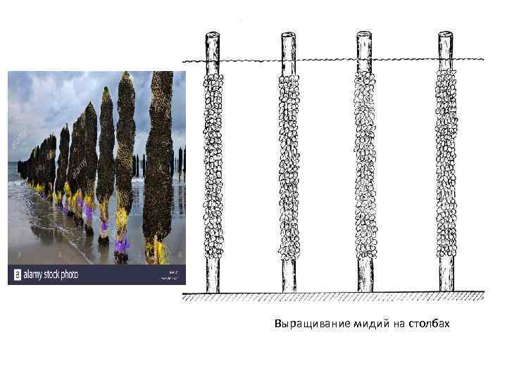 Выращивание мидий на столбах 