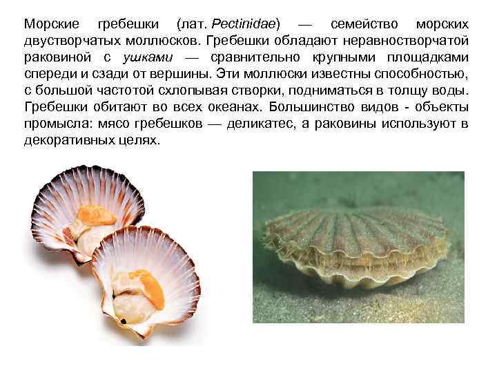 Морские гребешки (семейство Pectinidae). Двустворчатые морские гребешки. Морской гребешок моллюск.