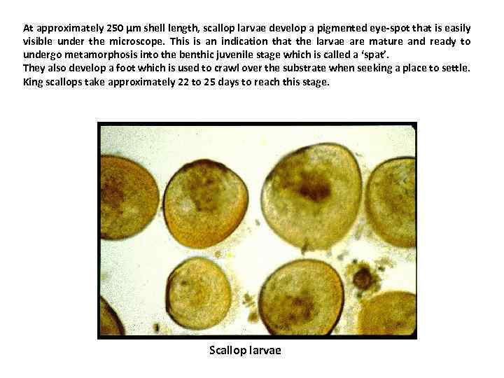 At approximately 250 μm shell length, scallop larvae develop a pigmented eye-spot that is