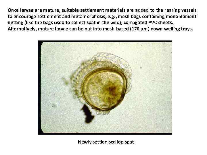 Once larvae are mature, suitable settlement materials are added to the rearing vessels to