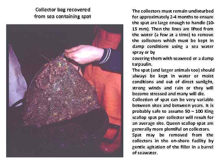 Collector bag recovered from sea containing spat The collectors must remain undisturbed for approximately