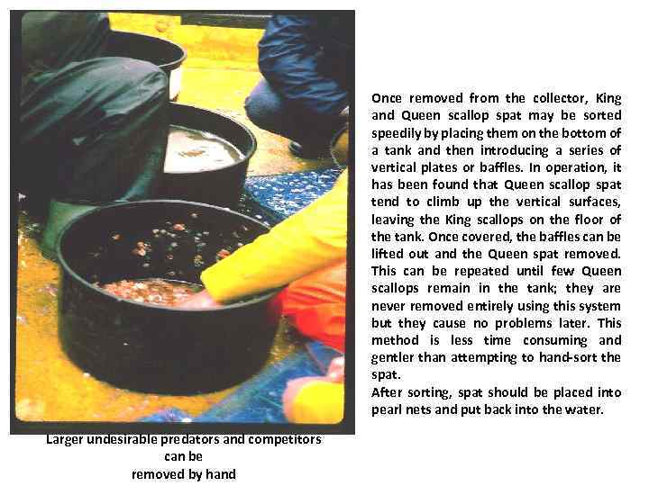 Once removed from the collector, King and Queen scallop spat may be sorted speedily